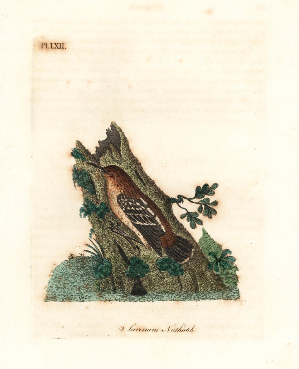 Guianan street-antwren, Myrmotherula surinamensis.易受伤害。(Surinam nuthatch, Sitta surinamensis.) 由John Latham根据他自己的《鸟类通史》绘制和雕刻的手绘铜版，温彻斯特。 作者 约翰·莱瑟姆