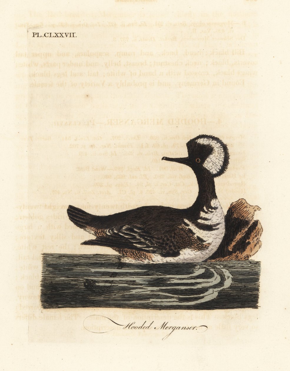 连帽梅花鹿，Lophodytes cucullatus（Mergus cucullatus）。约翰-莱瑟姆根据他自己的《鸟类通史》绘制和雕刻的手绘铜版，温彻斯特 作者 约翰·莱瑟姆