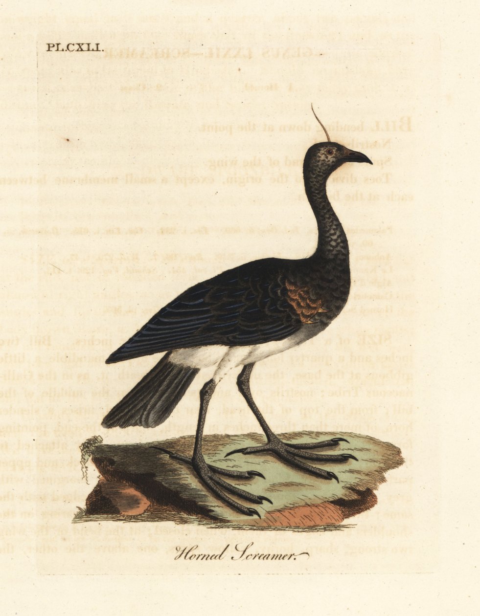 角叫兽，Anhima cornuta（Palamedea cornuta）。约翰-莱瑟姆根据他自己的《鸟类通史》绘制和雕刻的手绘铜版，温彻斯特 作者 约翰·莱瑟姆