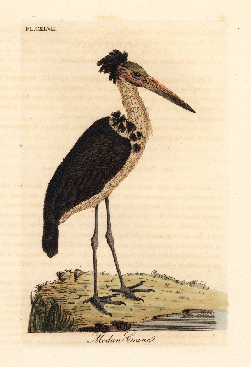 小副将，Leptoptilos javanicus。脆弱的。(Modun头骨。) 约翰-莱瑟姆根据他自己的《鸟类通史》绘制和雕刻的手绘铜版，温彻斯特 作者 约翰·莱瑟姆