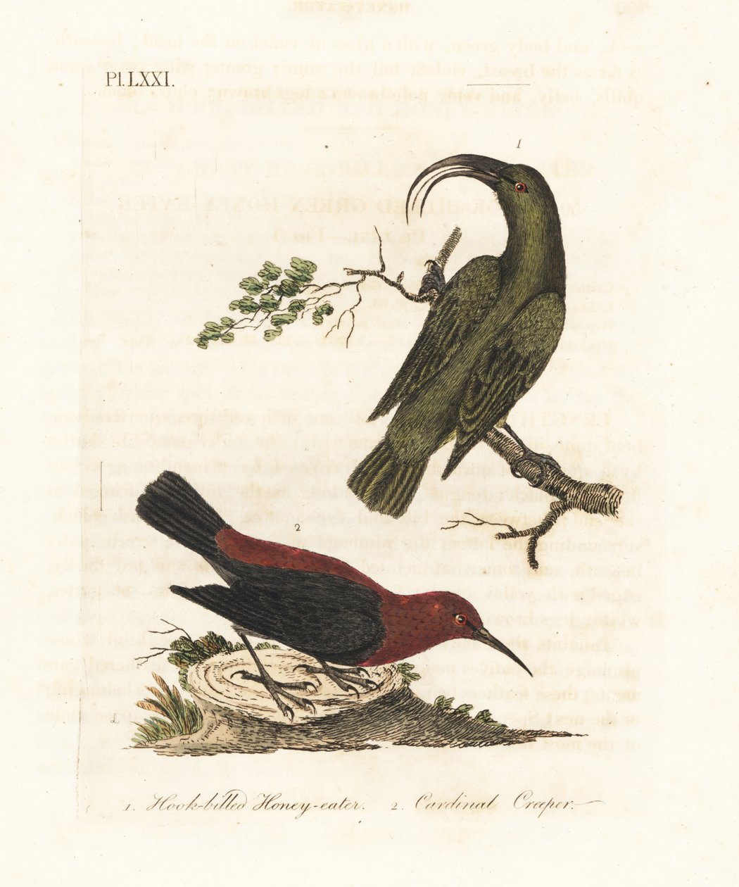 小Akialoa，Hemignathus obscurus（已灭绝）和红雀myzomela，Myzomela cardinalis。(Hook-billed green honey-eater, Certhia obscura, native to Hawaii, and cardinal honey-eater, Certhia cardinalis, native to Tanna, Vanuatu.)手绘铜版画 作者 约翰·莱瑟姆