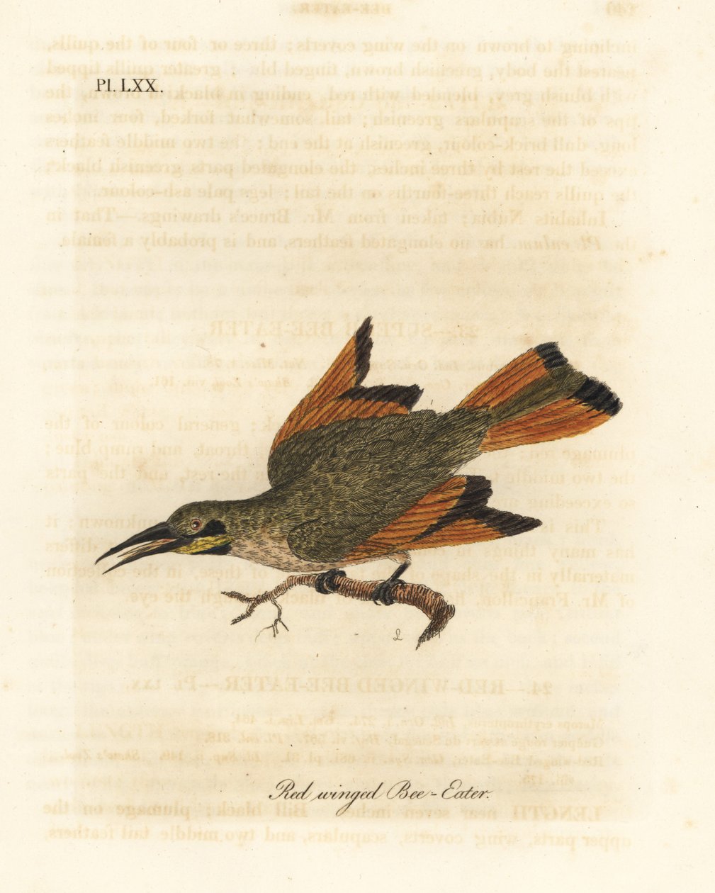小食蜂鸟，Merops pusillus（红翅食蜂鸟，Merops erythropterus）。非洲。约翰-莱瑟姆根据他自己的《鸟类通史》绘制和雕刻的手绘铜版，温彻斯特 作者 约翰·莱瑟姆