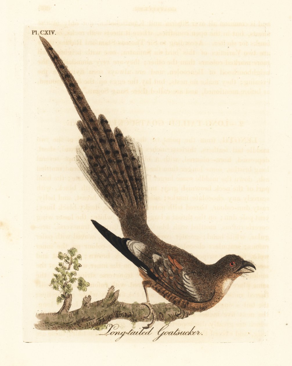 长尾夜莺，Caprimulgus climacurus（长尾山雀）。约翰-莱瑟姆根据他自己的《鸟类通史》绘制和雕刻的手绘铜版，温彻斯特 作者 约翰·莱瑟姆