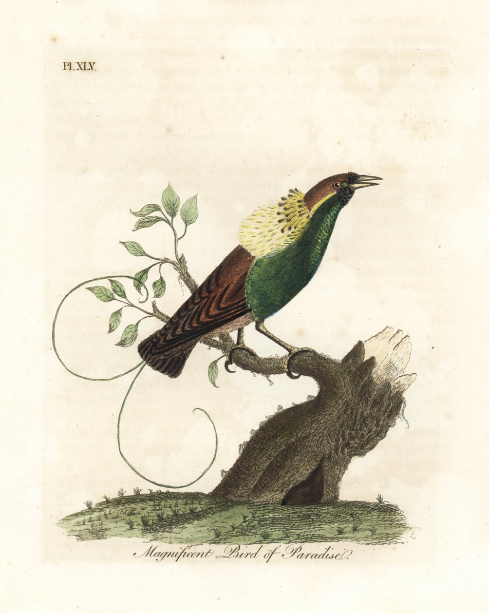 华丽的天堂鸟，Diphyllodes magnificus（Paradisea magnifica）。约翰-莱瑟姆根据他自己的《鸟类通史》绘制和雕刻的手绘铜版，温彻斯特 作者 约翰·莱瑟姆