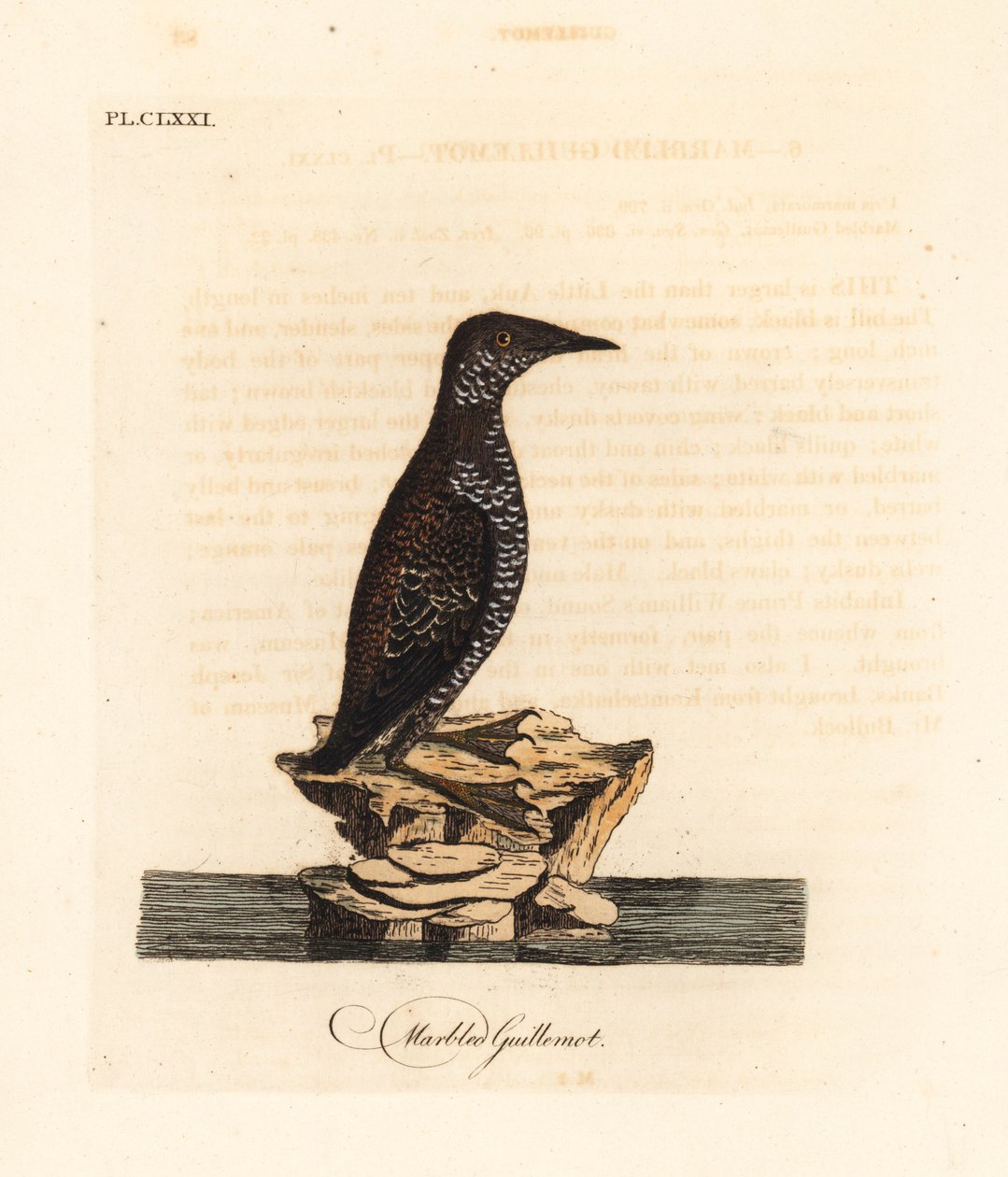 玳瑁，Brachyramphus marmoratus。濒临灭绝。(Marbled murrelet, Uria marmorata.) 由John Latham根据他自己的《鸟类通史》绘制和雕刻的手绘铜版，温彻斯特。 作者 约翰·莱瑟姆