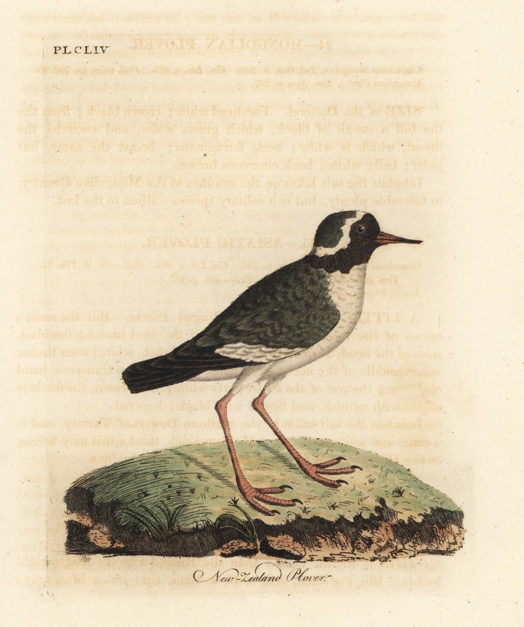新西兰鸻，Charadrius obscure（Charadrius novae Zealandiae）。濒临灭绝。约翰-莱瑟姆根据他自己的《鸟类通史》绘制和雕刻的手绘铜版，温彻斯特 作者 约翰·莱瑟姆