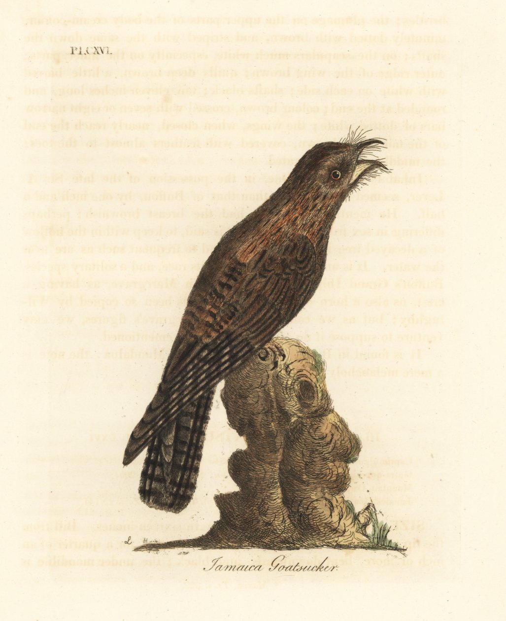 Northern potoo, Nyctibius jamaicensis (Jamaican goatsucker, Caprimulgus jamaicensis)。约翰-莱瑟姆根据他自己的《鸟类通史》绘制和雕刻的手绘铜版，温彻斯特 作者 约翰·莱瑟姆