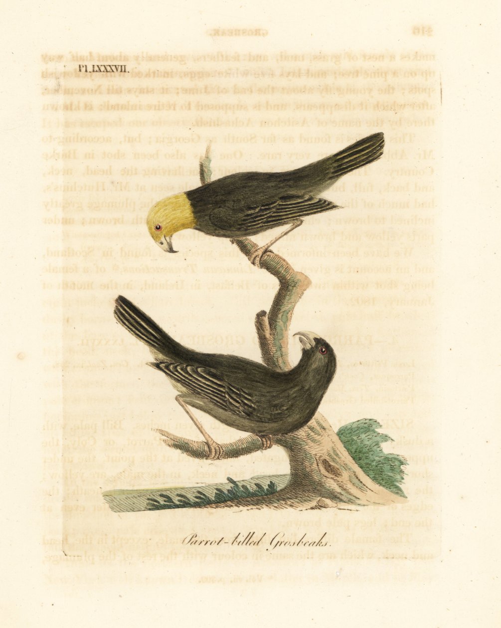 或 Psittirostra psittacea，雄性（顶部）和雌性。极度濒危，可能已经灭绝。(鹦鹉嘴鸟，Loxia psittacea）。约翰-莱瑟姆根据他自己的《鸟类通史》绘制和雕刻的手绘铜版，温彻斯特 作者 约翰·莱瑟姆