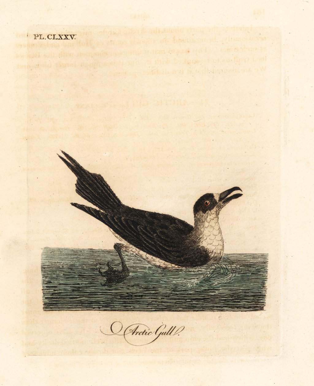 寄生甲鱼，北极海鸥或寄生海鸥，Stercorarius parasiticus（北极海鸥，Larus parasiticus）。约翰-莱瑟姆根据他自己的《鸟类通史》绘制和雕刻的手绘铜版，温彻斯特 作者 约翰·莱瑟姆