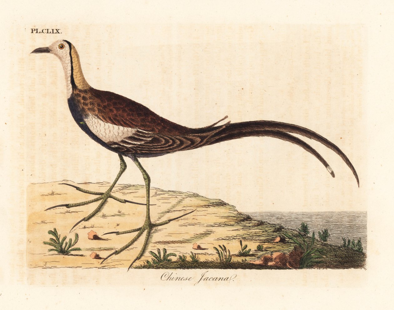 雉尾蕉，Hydrophasianus surgus（中国蕉，Parra sinensis）。约翰-莱瑟姆根据他自己的《鸟类通史》绘制和雕刻的手绘铜版，温彻斯特 作者 约翰·莱瑟姆