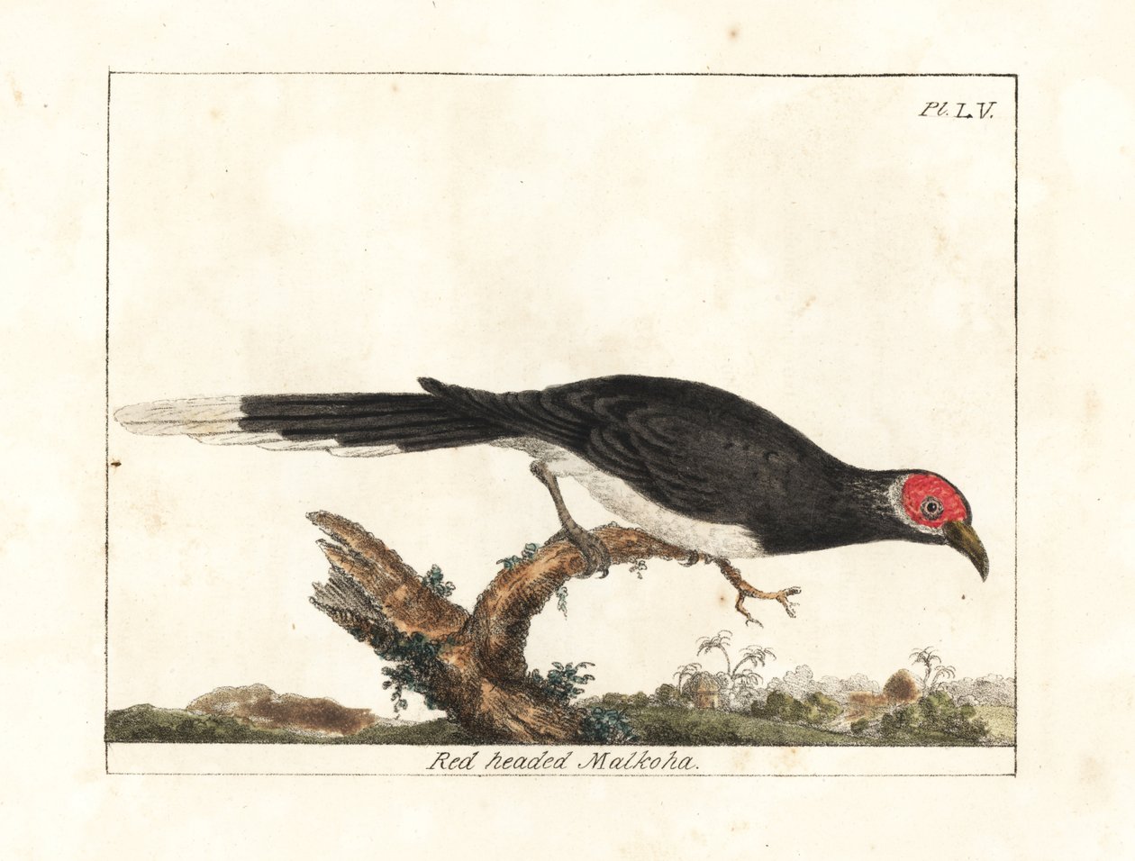 红脸马尔科哈，Phaenicophaeus pyrrhocephalus。脆弱的。(Red-headed malkoha, Cuculus pyrrhocephalus.) 由John Latham根据他自己的《鸟类通史》绘制和雕刻的手绘铜版，温彻斯特 作者 约翰·莱瑟姆