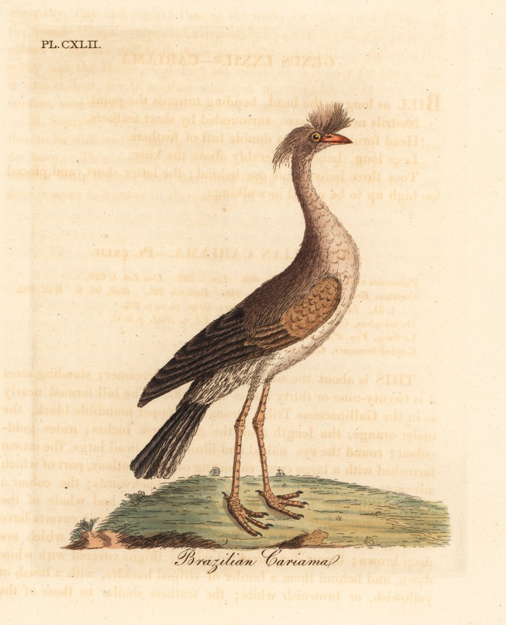 红腿塞里马或冠状卡里马，Cariama cristata（巴西卡里马，Palamedea cristata）。约翰-莱瑟姆根据他自己的《鸟类通史》绘制和雕刻的手绘铜版，温彻斯特 作者 约翰·莱瑟姆