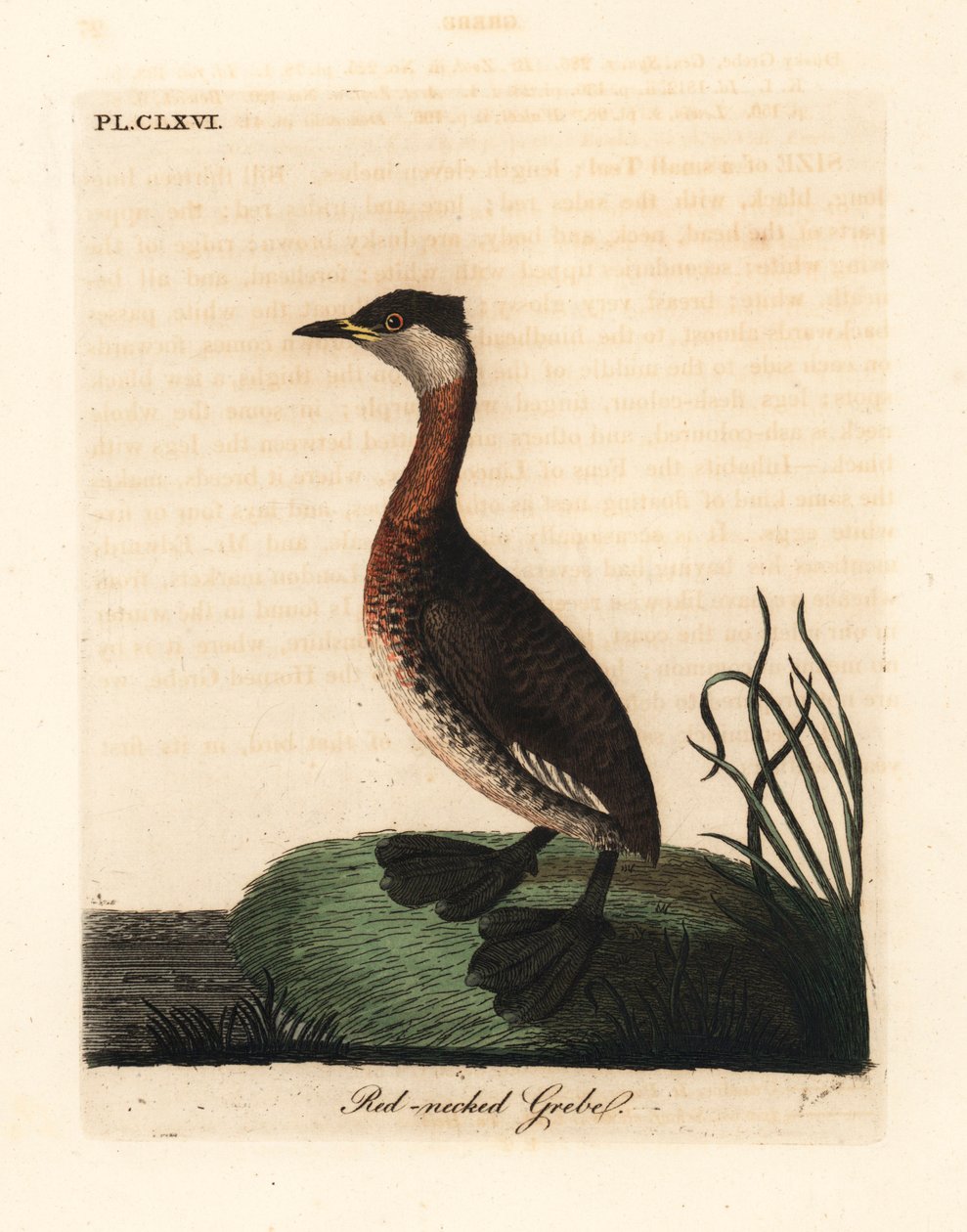 红颈鸊鷉，Podiceps grisegena（Podiceps rubricollis）。约翰-莱瑟姆根据他自己的《鸟类通史》绘制和雕刻的手绘铜版，温彻斯特 作者 约翰·莱瑟姆