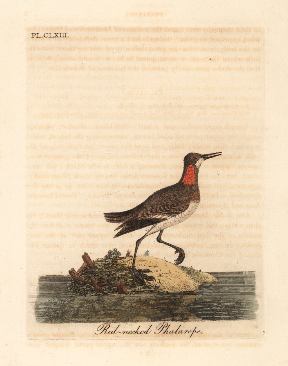 红颈斑鸠，Phalaropus lobatus（Phalaropus hyperboreus）。约翰-莱瑟姆根据他自己的《鸟类通史》绘制和雕刻的手绘铜版，温彻斯特 作者 约翰·莱瑟姆