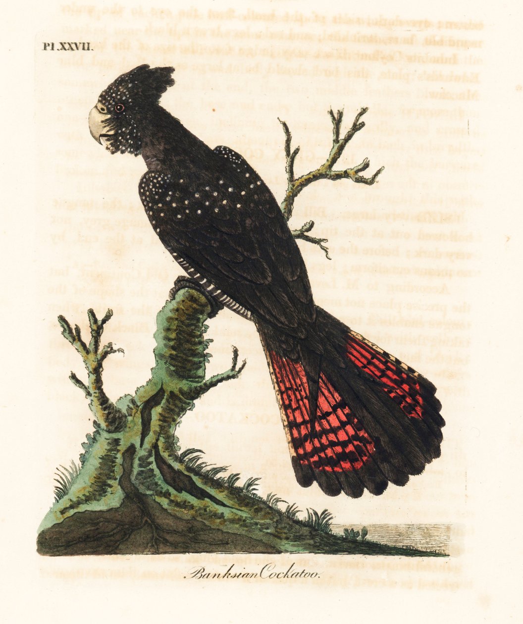 红尾黑鹦鹉，Calyptorhynchus banksii（Banksian cockatoo，Psittacus banksii）。约翰-莱瑟姆根据他自己的《鸟类通史》绘制和雕刻的手绘铜版，温彻斯特 作者 约翰·莱瑟姆
