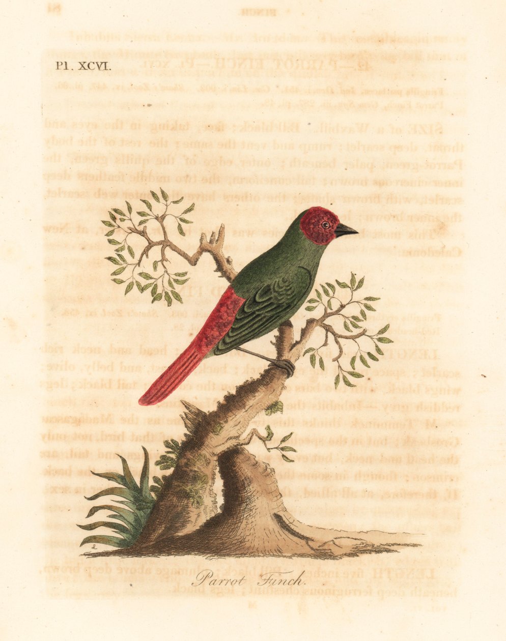 红喉鹦鹉雀，Eritrea psittacea（鹦鹉雀，Fringilla psittacea）。约翰-莱瑟姆根据他自己的《鸟类通史》绘制和雕刻的手绘铜版，温彻斯特 作者 约翰·莱瑟姆