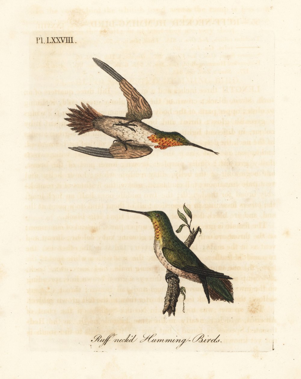 红褐蜂鸟，Selasphorus rufus (Ruff-necked hummingbird, Trochilus collaris)。雄性和雌性。约翰-莱瑟姆根据他自己的《鸟类通史》绘制和雕刻的手绘铜版，温彻斯特 作者 约翰·莱瑟姆
