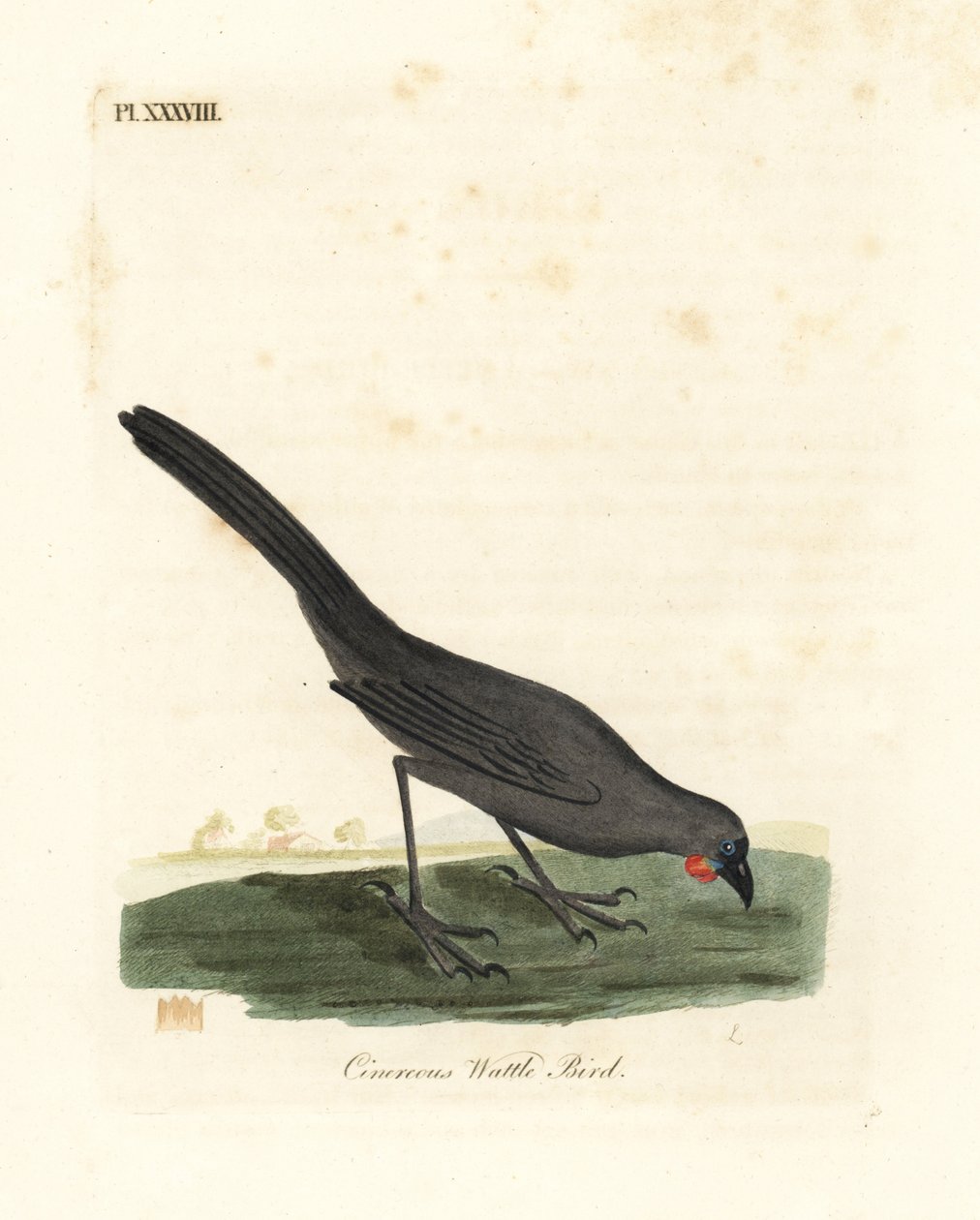 新西兰南岛的kokako，Callaeas cinerea cinerea，2007年宣布灭绝（Cinereous wattle bird，Calloeas cinerea）。约翰-莱瑟姆根据他自己的《鸟类通史》绘制和雕刻的手绘铜版，温彻斯特 作者 约翰·莱瑟姆