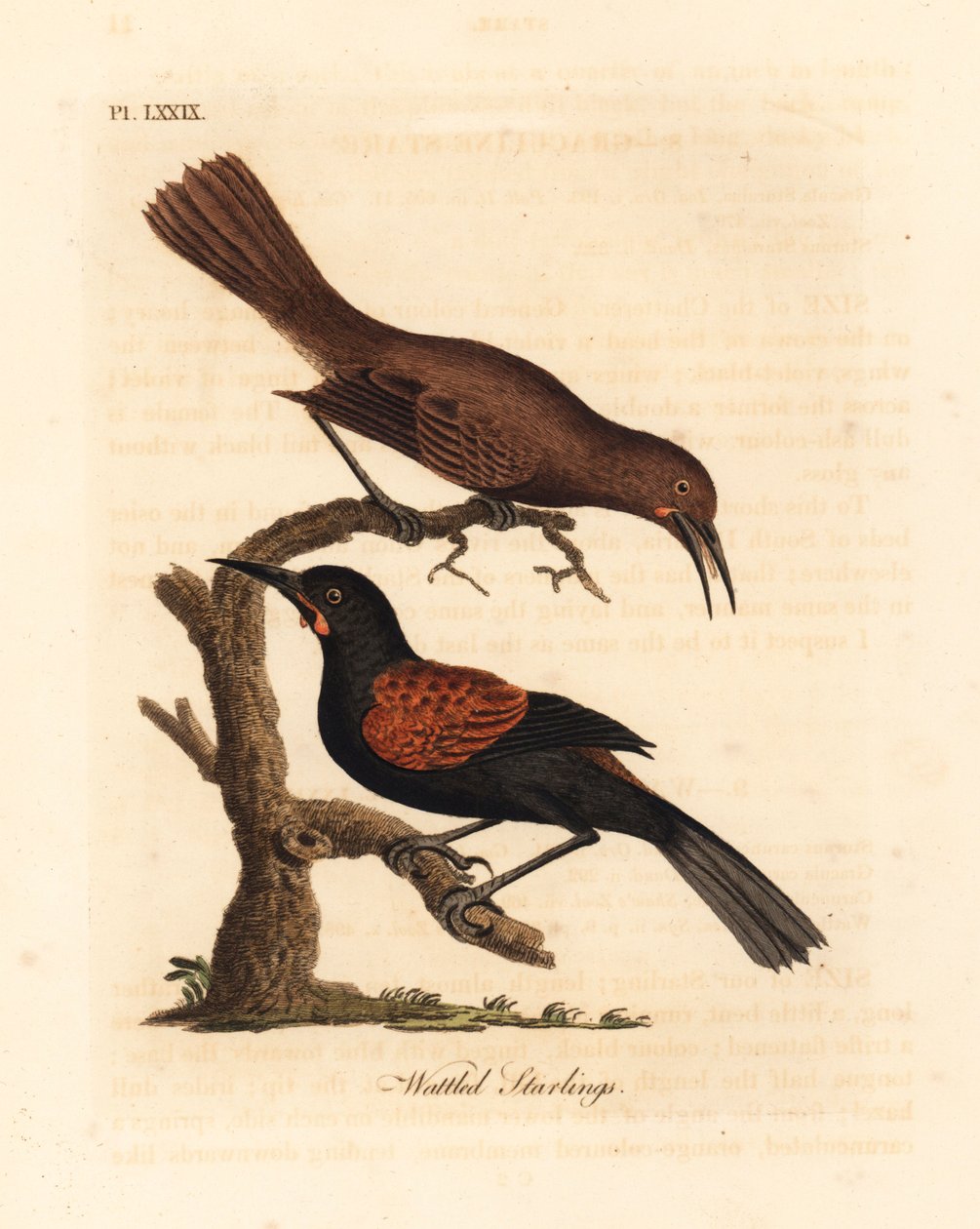 南部鞍马，Philesturnus carunculatus，雄性和雌性（Wattled starlings, Sturnus carunculatus）。几乎受到威胁。约翰-莱瑟姆根据他自己的《鸟类通史》绘制和雕刻的手绘铜版，温彻斯特 作者 约翰·莱瑟姆