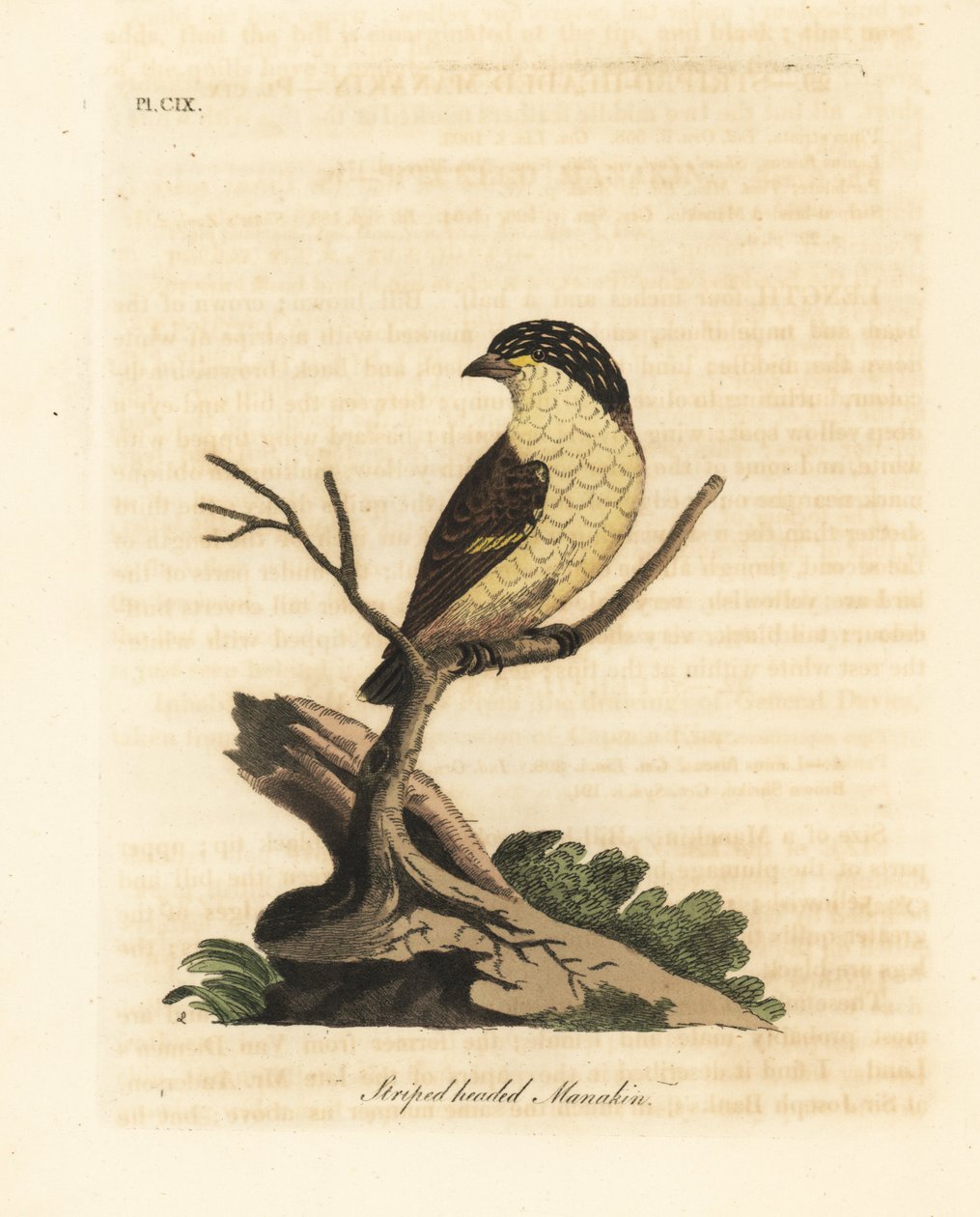 有条纹的鹦鹉，Pardalotus striatus (Stripped-headed manakin, Pipra striata)。约翰-莱瑟姆根据他自己的《鸟类通史》绘制和雕刻的手绘铜版，温彻斯特 作者 约翰·莱瑟姆