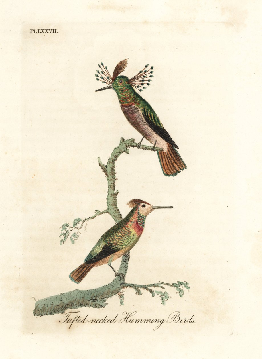 簇状鸡，Lophornis ornatus（簇状颈蜂鸟，Trochilus ornatus）。雄性和雌性。约翰-莱瑟姆根据他自己的《鸟类通史》绘制和雕刻的手绘铜版，温彻斯特 作者 约翰·莱瑟姆