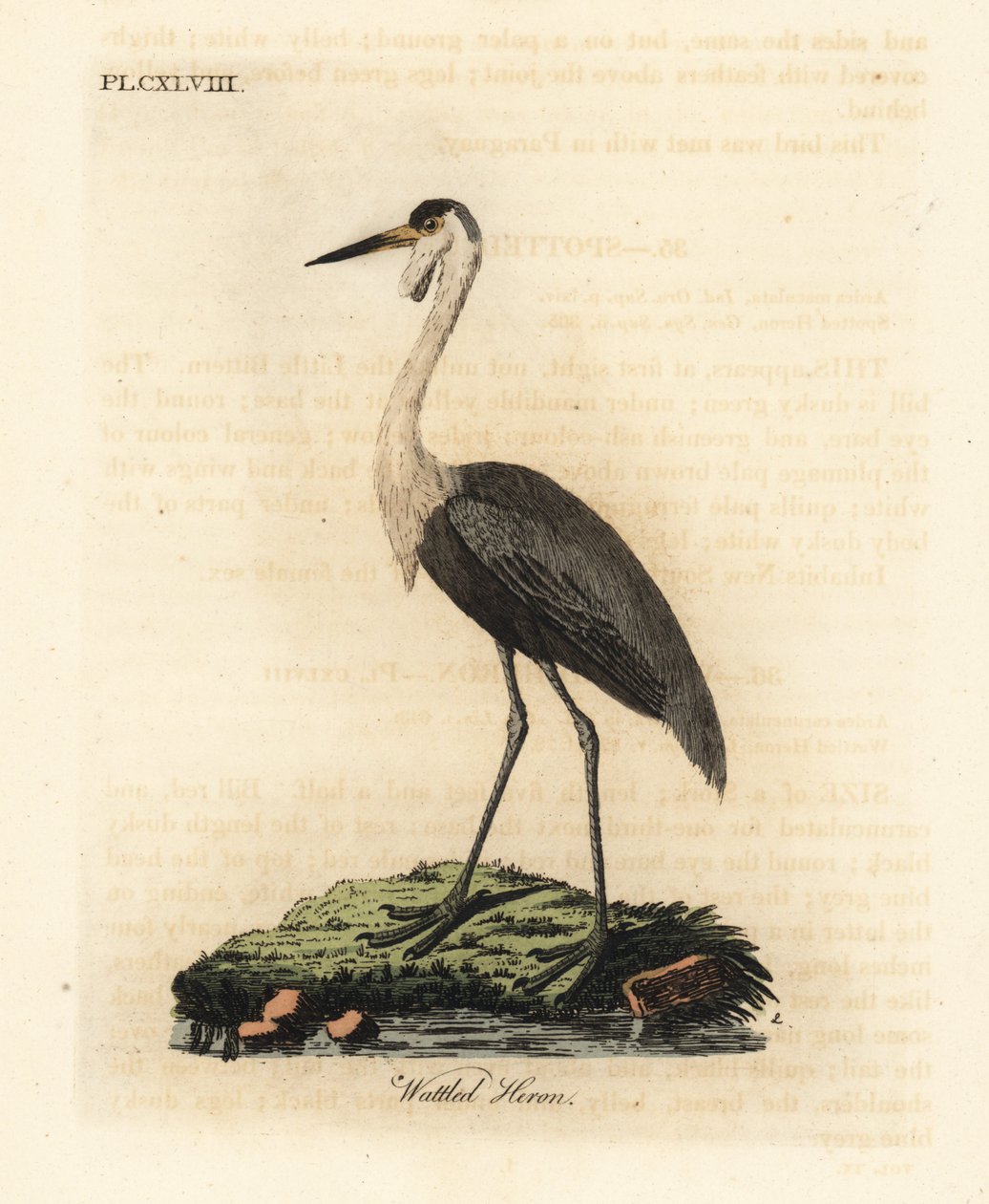 疣状头骨，Bugeranus carunculatus。脆弱的。(Wattled heron, Ardea carunculata.) 由John Latham根据他自己的《鸟类通史》绘制和雕刻的手绘铜版，温彻斯特 作者 约翰·莱瑟姆