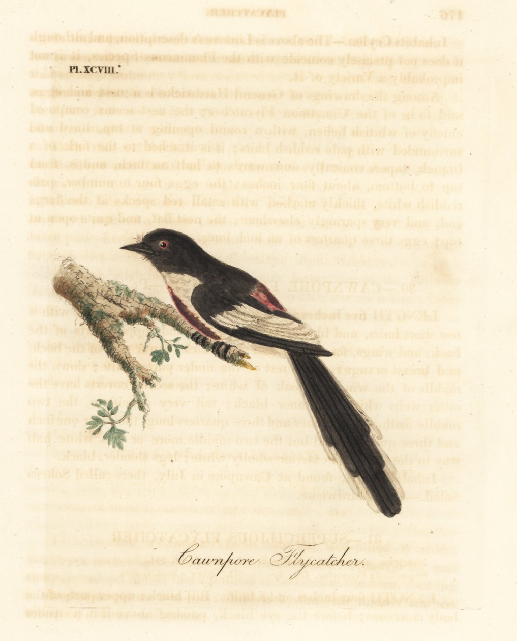 白腹狸，Pericrocotus erythropygius (Cawnpore flycatcher)。印度。约翰-莱瑟姆根据他自己的《鸟类通史》绘制和雕刻的手绘铜版，温彻斯特 作者 约翰·莱瑟姆