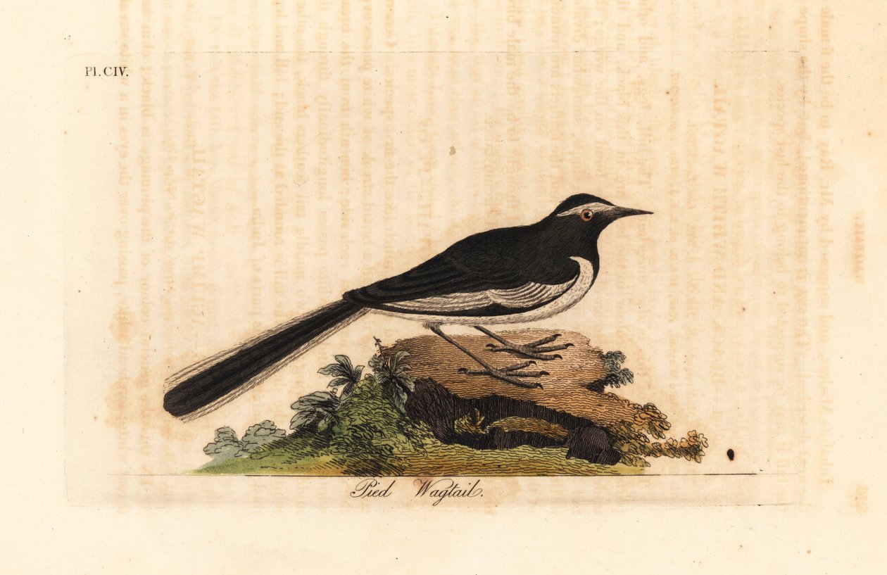 白眉鹡鸰金宽脚鹡鸰，Motacilla maderaspatensis。(印度的脚鹡鸰)。约翰-莱瑟姆根据他自己的《鸟类通史》绘制和雕刻的手绘铜版，温彻斯特 作者 约翰·莱瑟姆