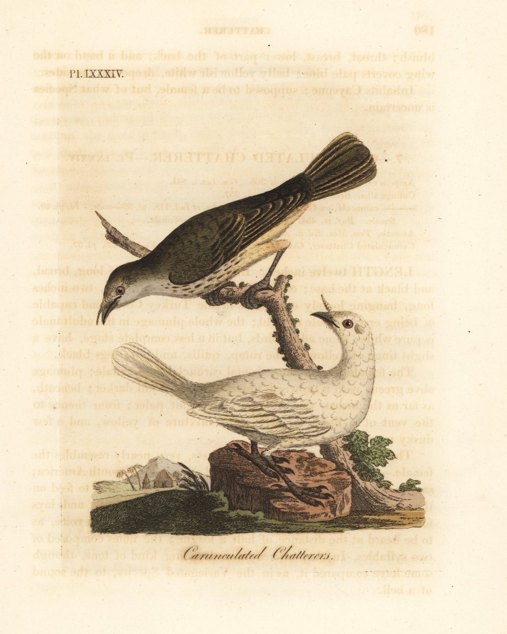 白钟鸟，Procnias albus，雄性和雌性（Carunculated chatterer，Ampelis carunculata）。约翰-莱瑟姆根据他自己的《鸟类通史》绘制和雕刻的手绘铜版，温彻斯特 作者 约翰·莱瑟姆