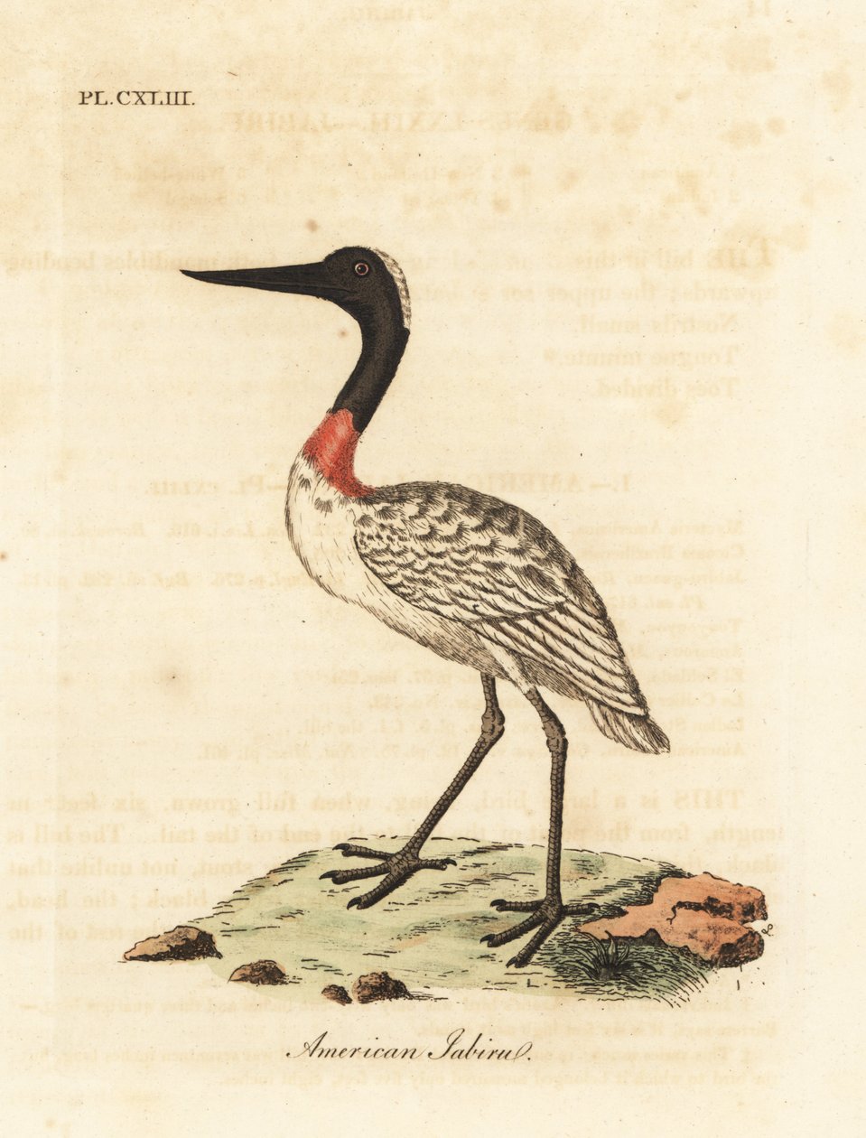 木头股票，Mycteria americana（American jabiru）。约翰-莱瑟姆根据他自己的《鸟类通史》绘制和雕刻的手绘铜版，温彻斯特 作者 约翰·莱瑟姆