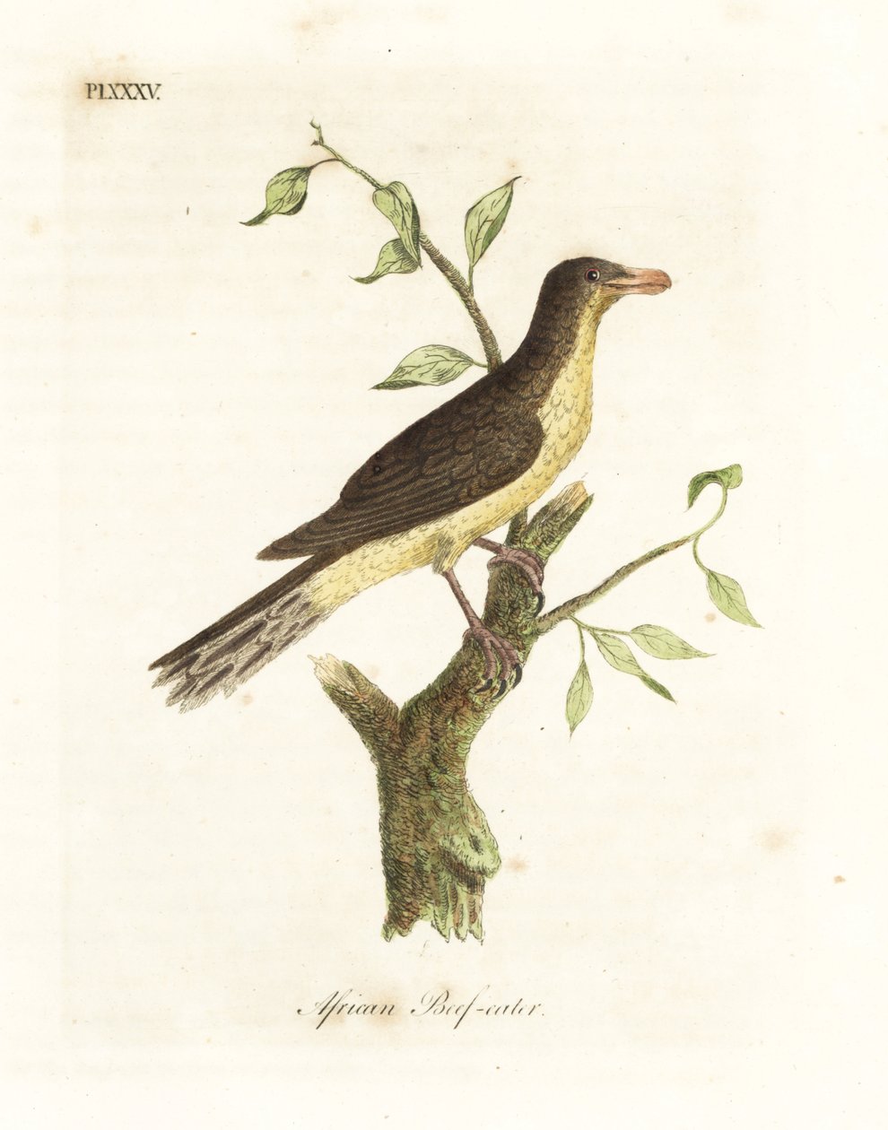黄嘴啄木鸟，Buphagus africanus（非洲食牛肉者，Buphaga africana）。约翰-莱瑟姆根据他自己的《鸟类通史》绘制和雕刻的手绘铜版，温彻斯特 作者 约翰·莱瑟姆