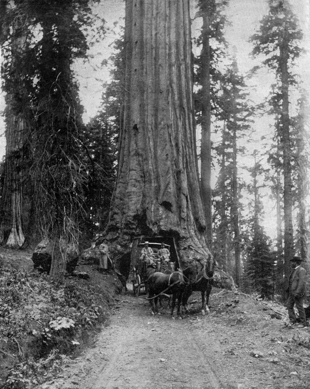 Big tree (sequoia): the "wawona" in Mariposa Grove in California (b/w photo) 作者 约翰·劳森·斯托达德