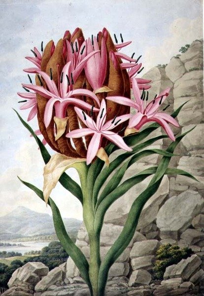 PD.757-1973 矛头百合（Doryanthes excellsa）。 作者 约翰·林德利