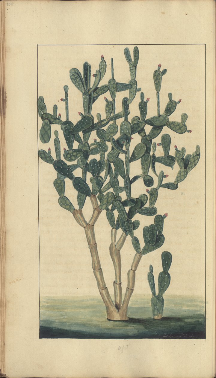 牙买加``Eleggancies of Jamaica&39;&39;的一页，258 作者 约翰·林赛