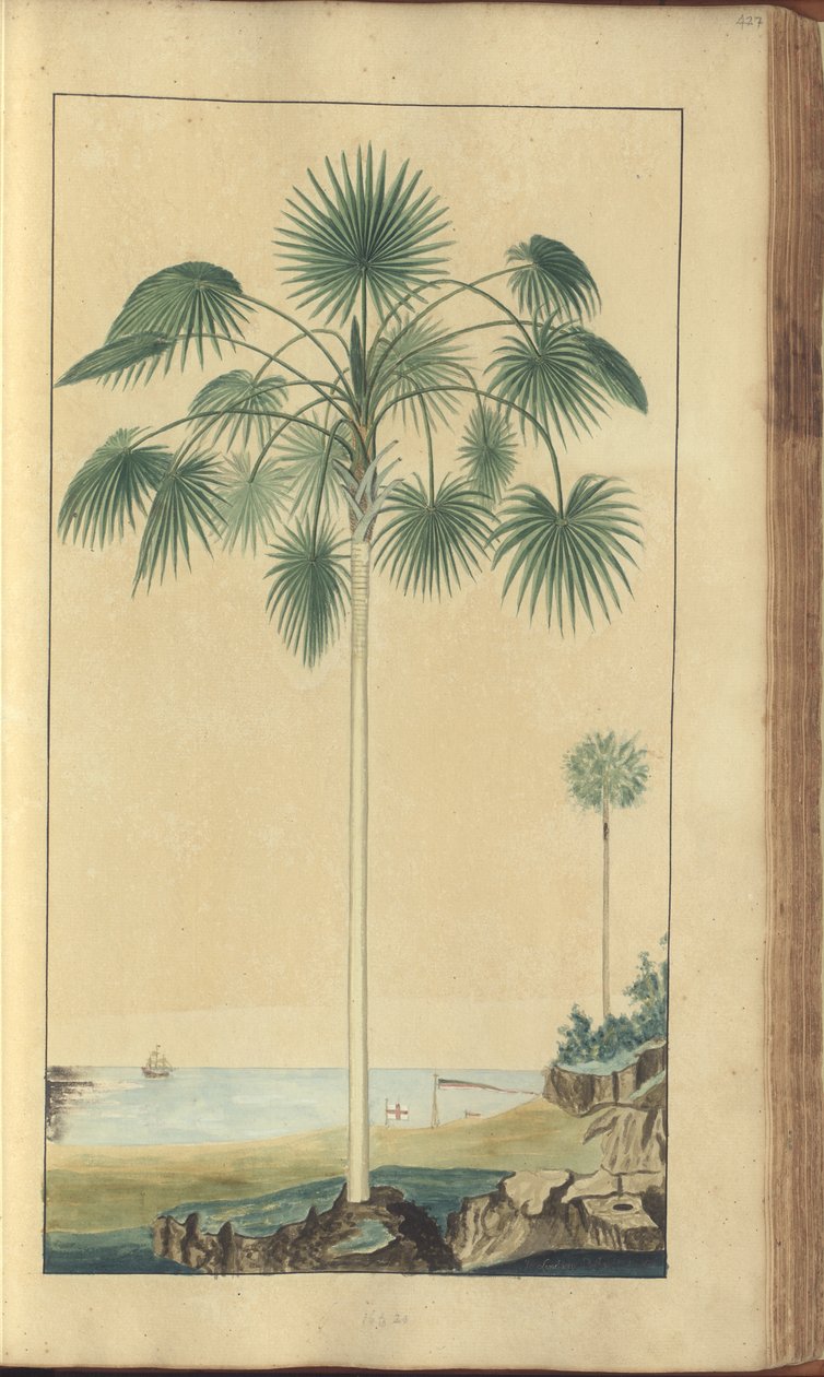 牙买加“ Eleggancies of Jamaica”的一页，427 作者 约翰·林赛