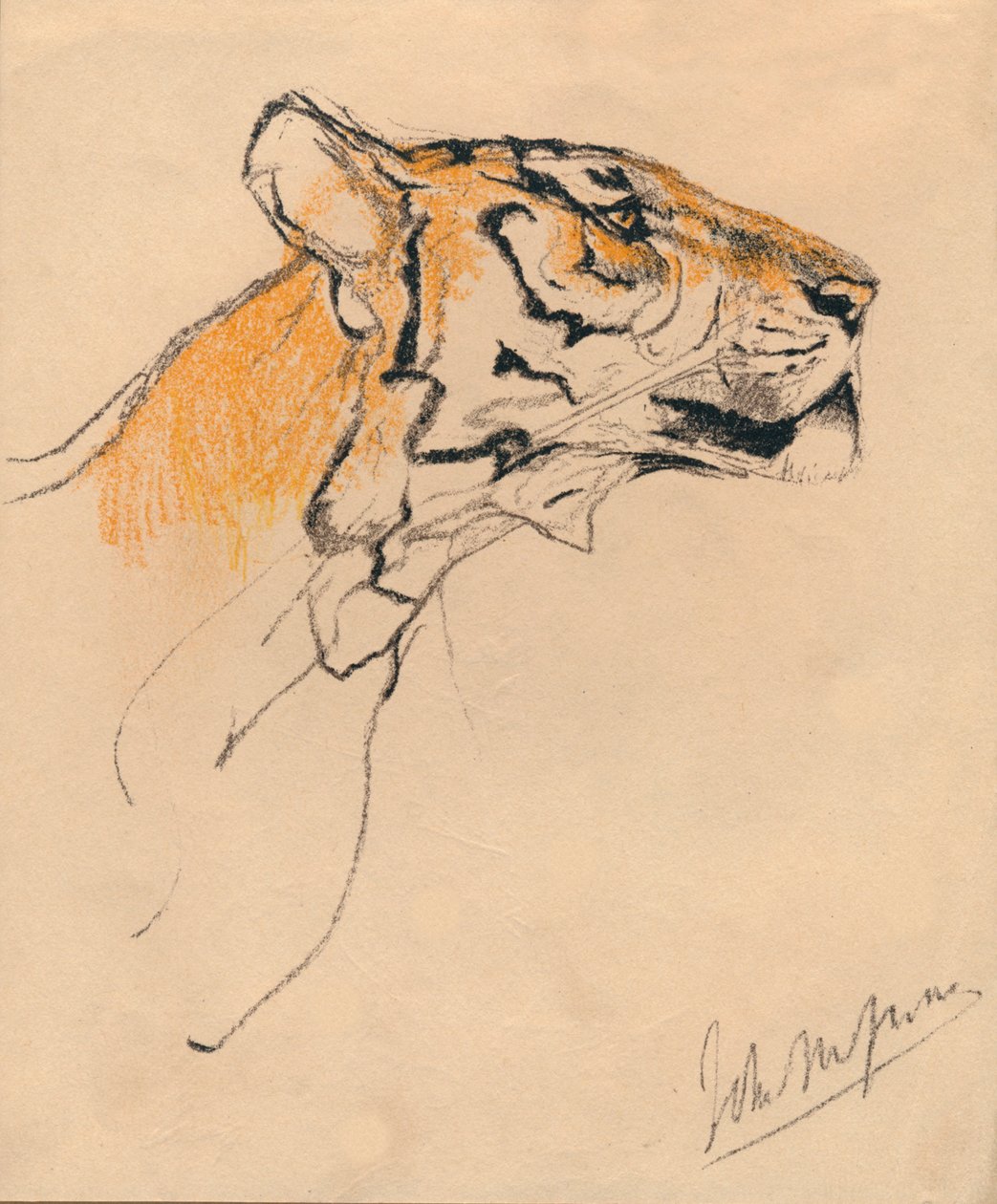 虎头，c1910 作者 约翰麦卡伦天鹅