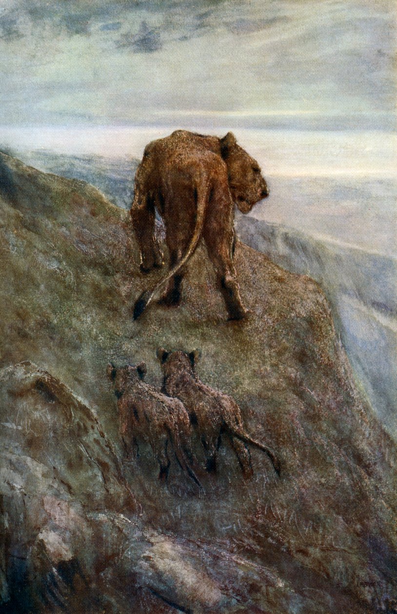 警惕-母狮和幼崽，c1878-1910，1912年。 作者 约翰麦卡伦天鹅