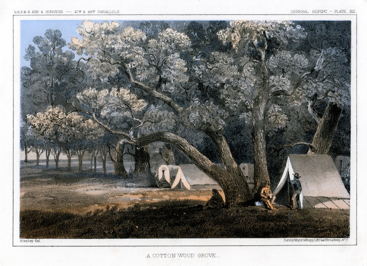棉花木树林，1856年 作者 约翰·史密斯（John Mix Stanley）