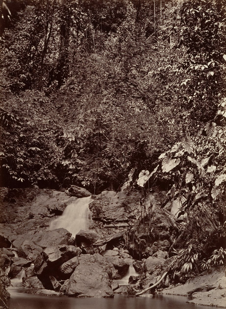 热带风光，卡斯特，利蒙河，1871年。 作者 约翰·莫兰