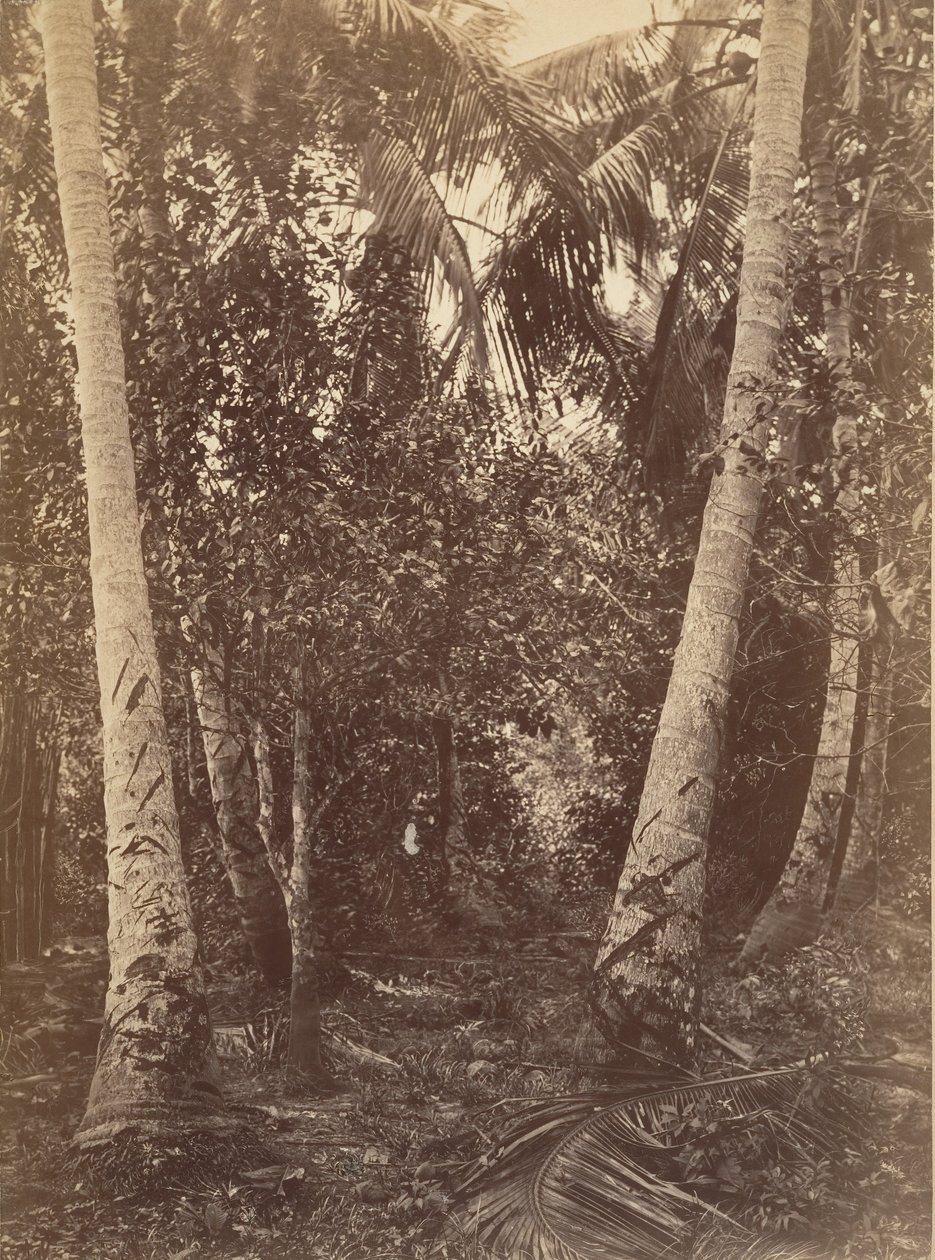 热带风光，图尔沃附近的森林，1871年。 作者 约翰·莫兰