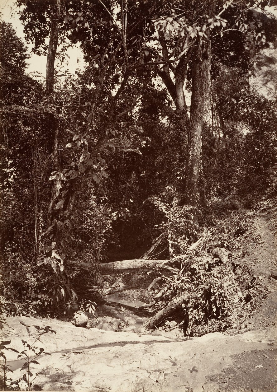 热带风光，布鲁克-埃尔巴诺，奇皮加纳，1871年。 作者 约翰·莫兰