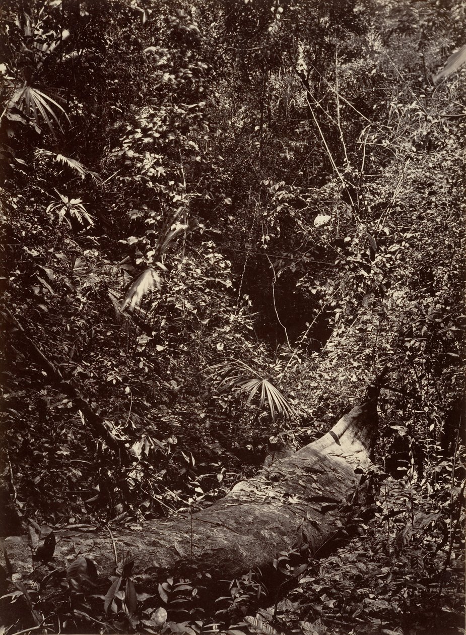 热带风光，热带森林，1871年。 作者 约翰·莫兰
