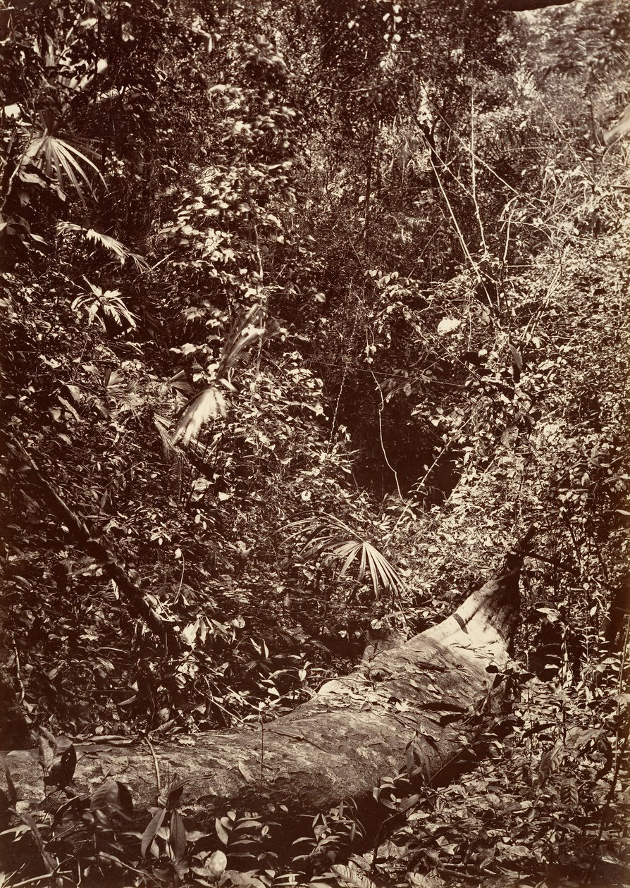 热带风光，热带森林，1871年。 作者 约翰·莫兰