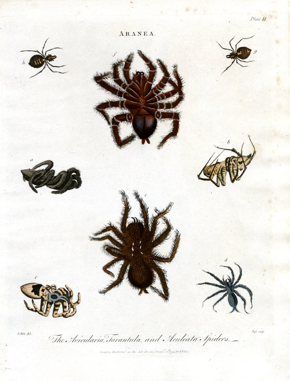 ARANEA：Avicularia；Tarantula 和 Aculeata 蜘蛛 作者 约翰·帕斯