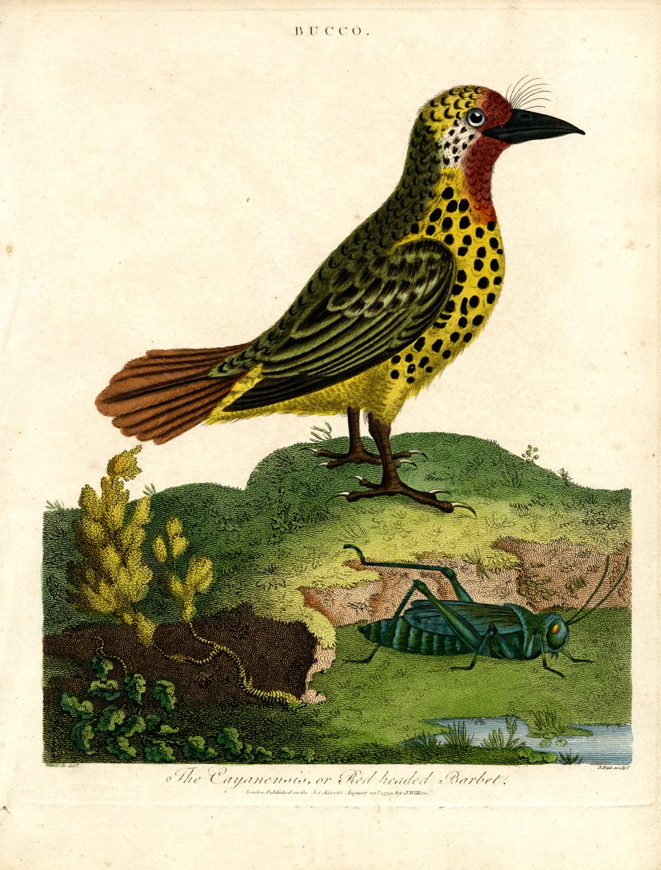 Cayenne Barbet (Bucco) 作者 约翰·帕斯