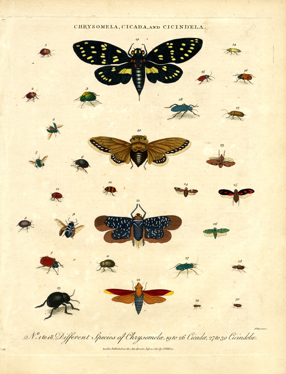 Chrysomela;蝉和 Cicindela 作者 约翰·帕斯
