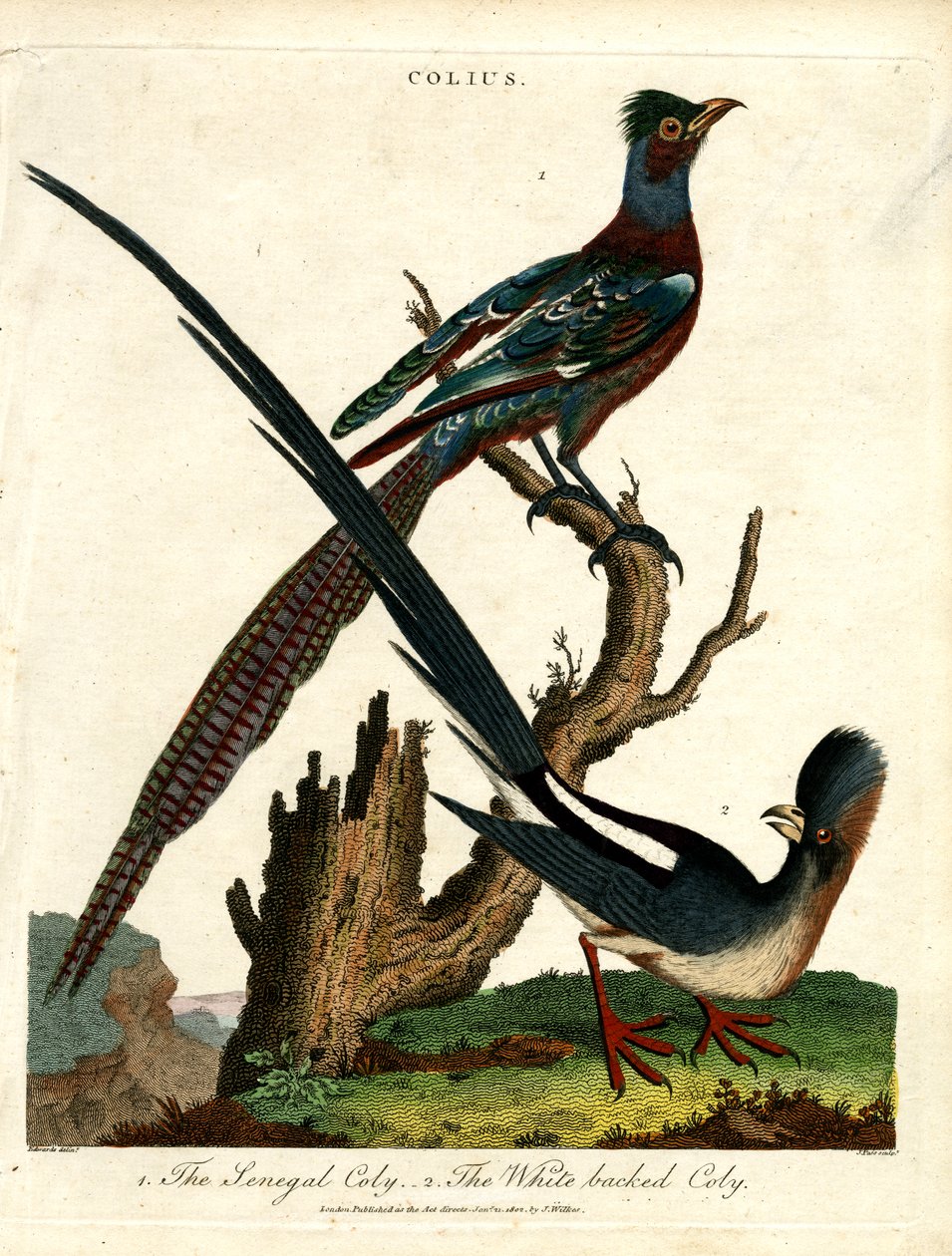 鼠鸟（Colius Species） 作者 约翰·帕斯