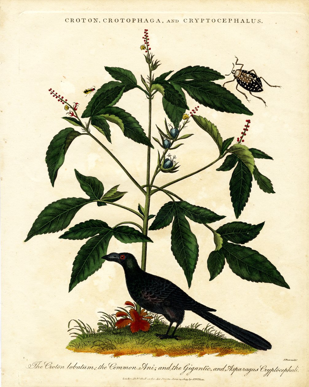Croton; Crotophaga; and Cryptocephalus 作者 约翰·帕斯