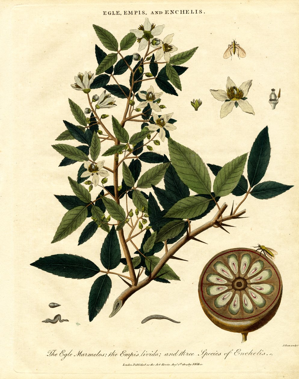 Egle;Empis和Enchelis 作者 约翰·帕斯