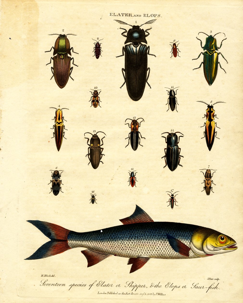 Elater 和 Elops：17 种 Elater 或 Skipper；以及 Elops 或 Saur 鱼 作者 约翰·帕斯